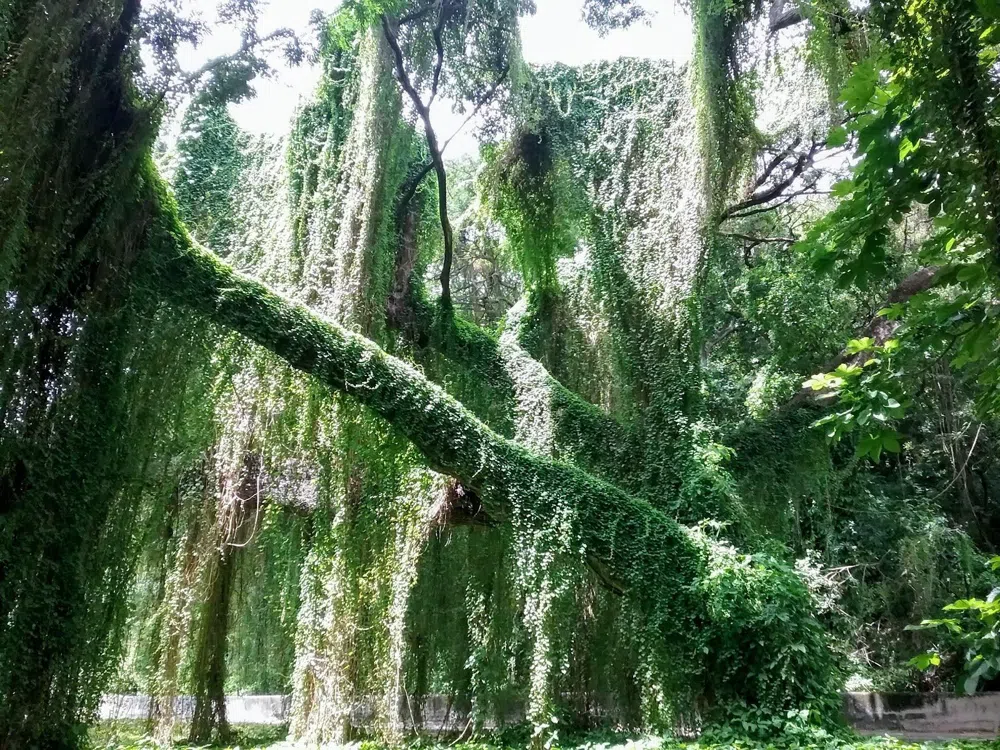 Walking Havana's Almendares river park and Kohly forest