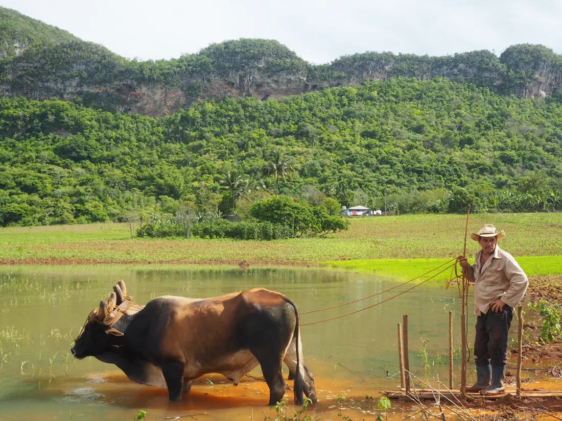 Authentic Vinales Tours, La Havane