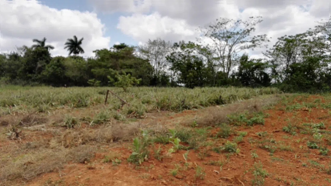 Finca Raúl Reyes, La Havane