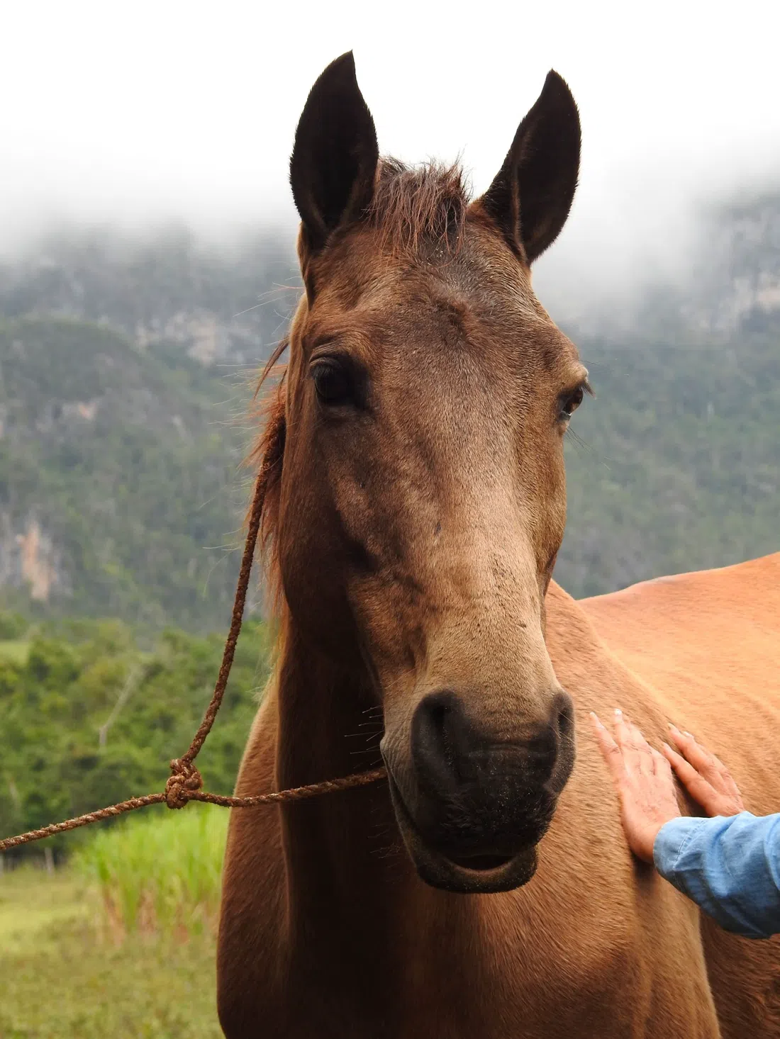 JMC Viñales Aventura, La Havane