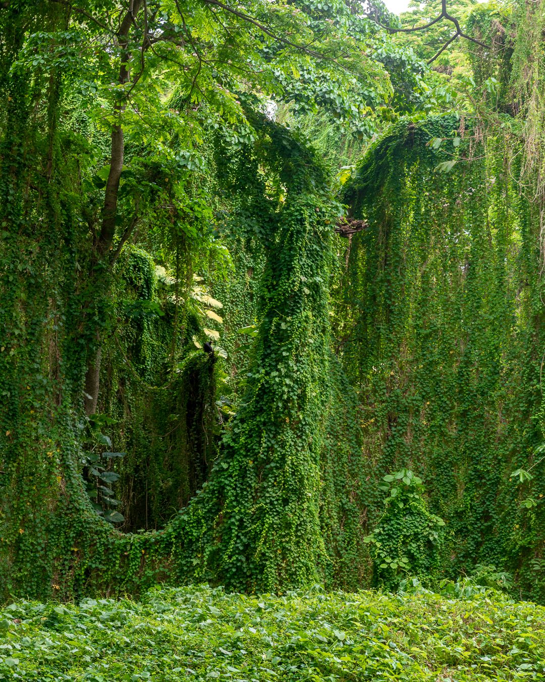 Parque Almendares, Havana