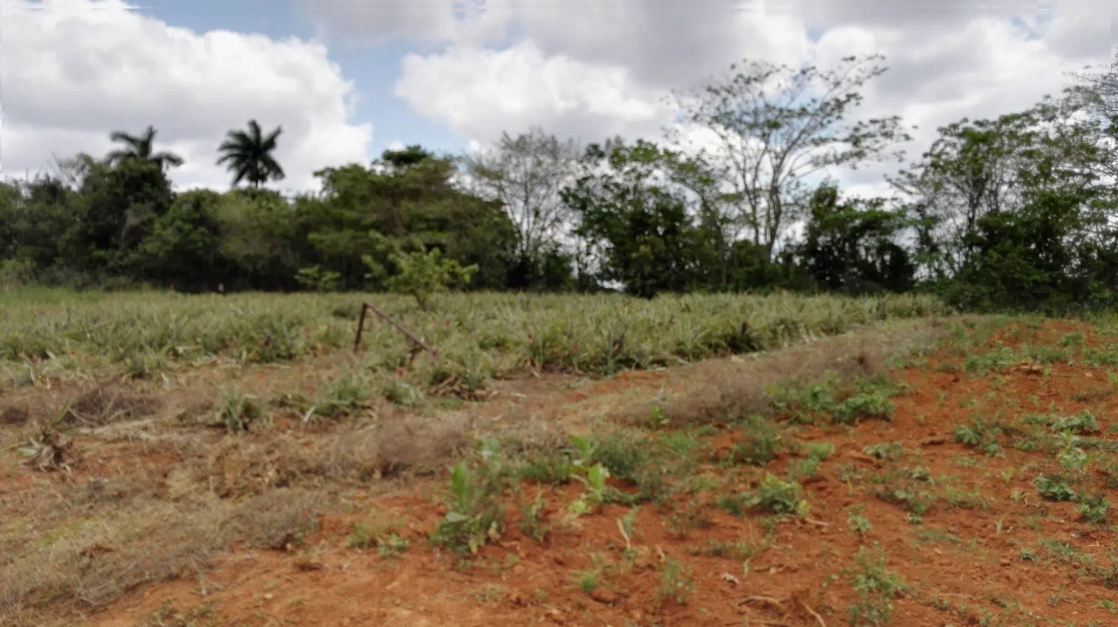 Finca Raúl Reyes, La Habana
