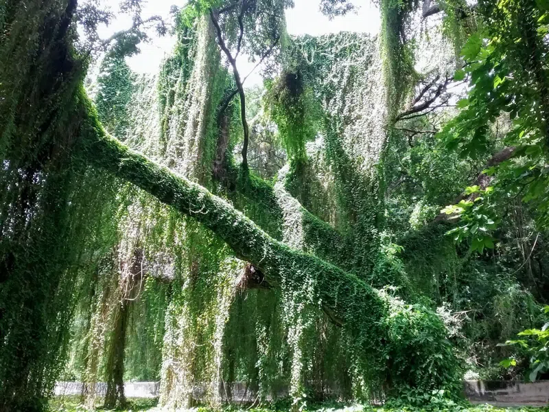 Parque Metropolitano and Almendares