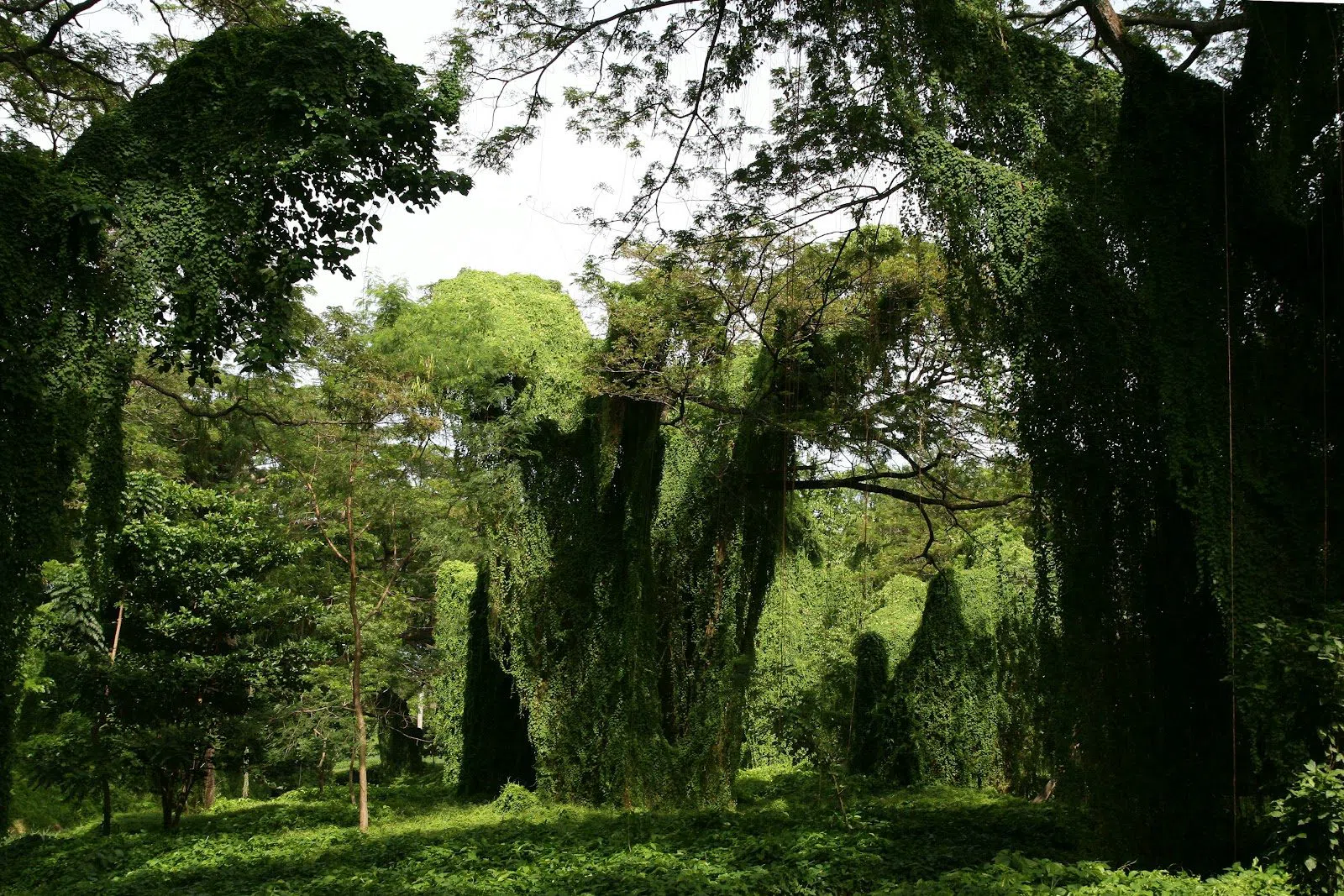 Bosque de La Habana (Havana Forest), Havana