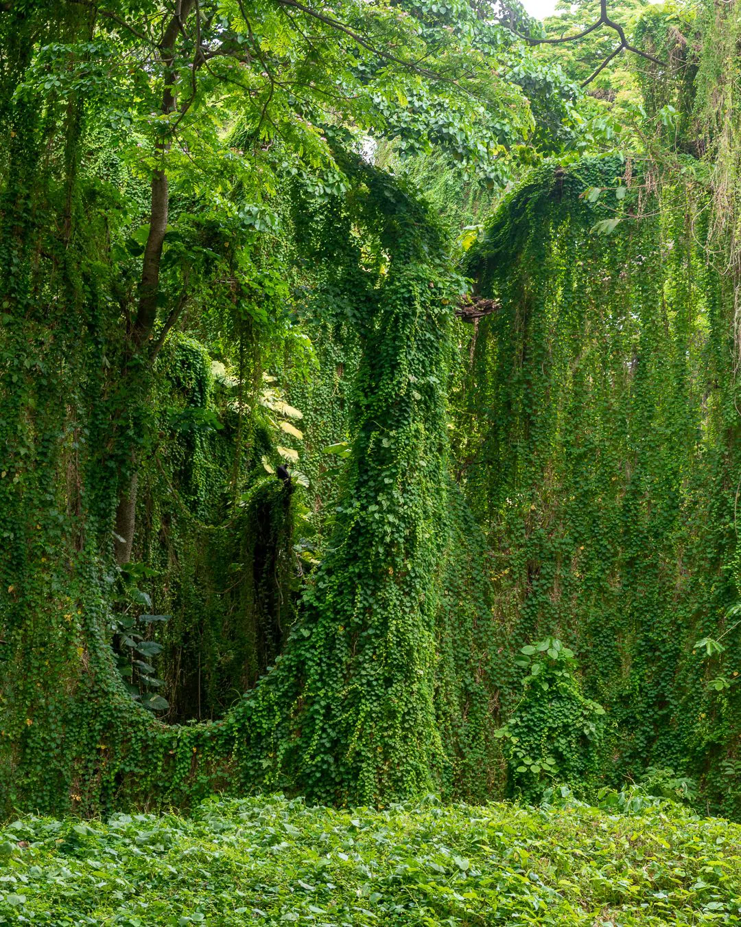 Parque Almendares, Havana