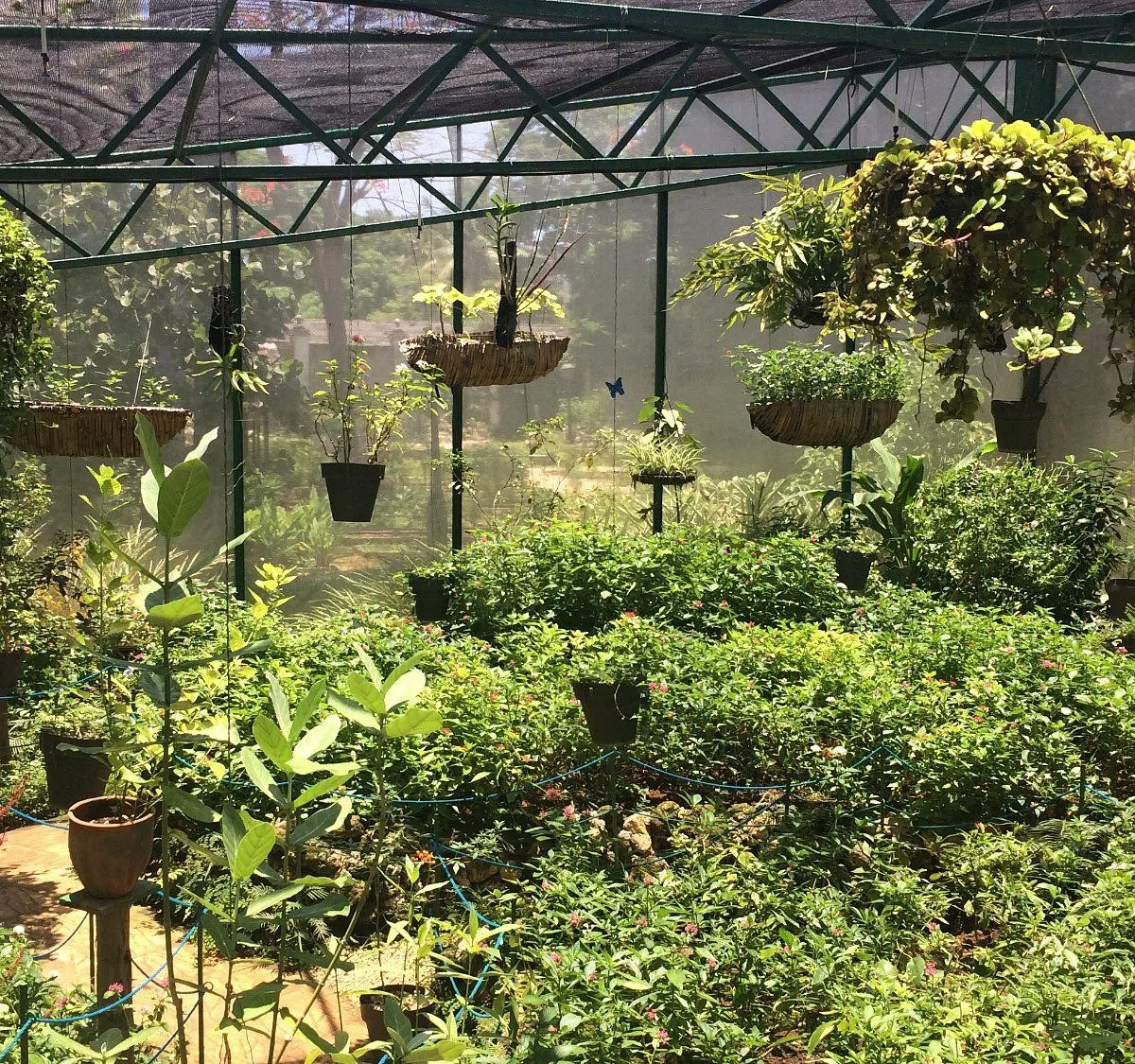 Quinta de los Molinos, Havana